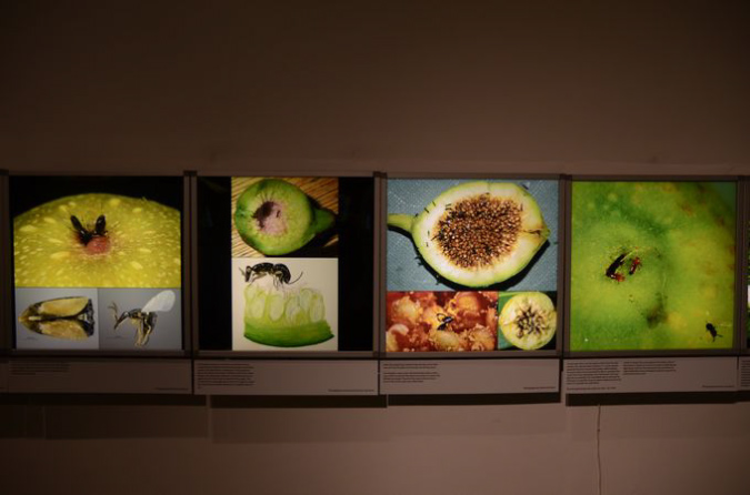 Wasp_exhibition__DSC3449